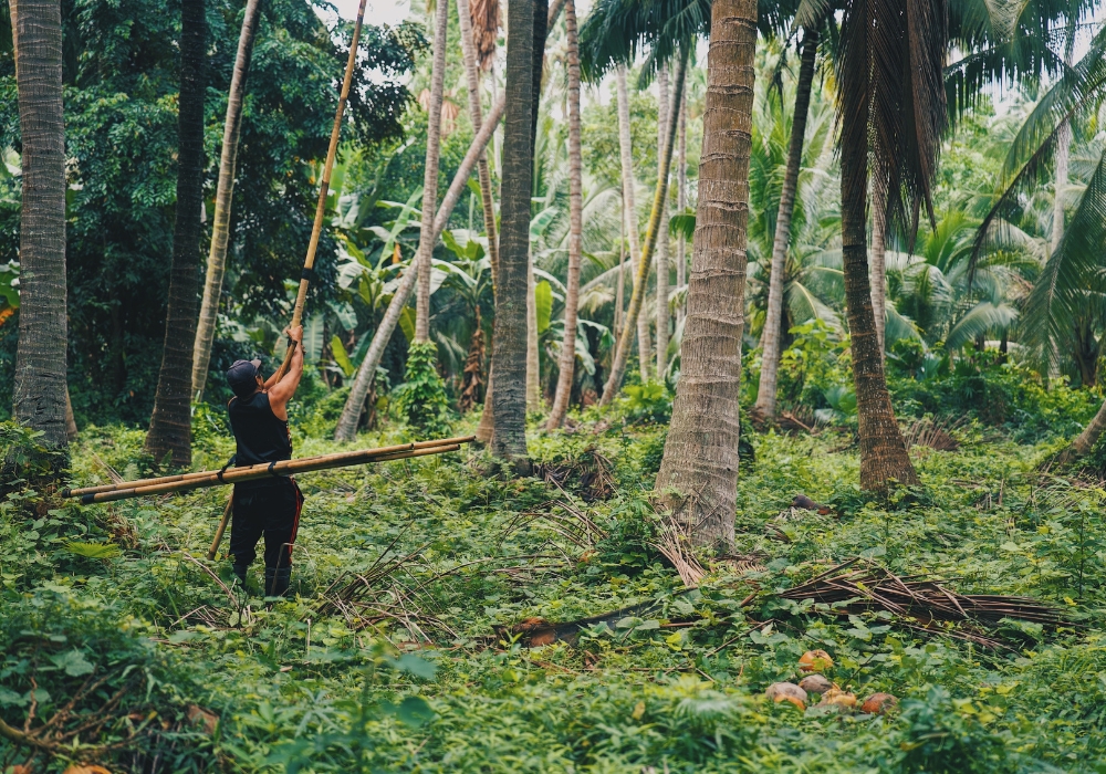 ココナッツクリスプ